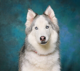 cute dog on an isolated background studio shot