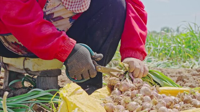 Farmers harvesting single-clove garlic outdoors in the countryside