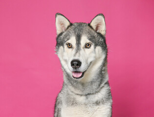 cute dog on an isolated background studio shot