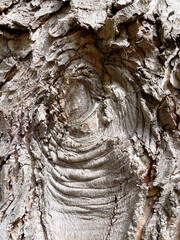 Rinde eines alten Baumes mit typischen Muster