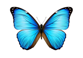 Obraz premium Isolated Blue Morpho butterfly with open wings , Butterfly Isolated on White 