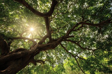 Sunlight Filtering Through Green Tree Canopy in Forest with Detailed Bark and Branch Structure in Daytime Low Angle Shot