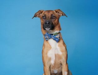 cute dog on an isolated background studio shot
