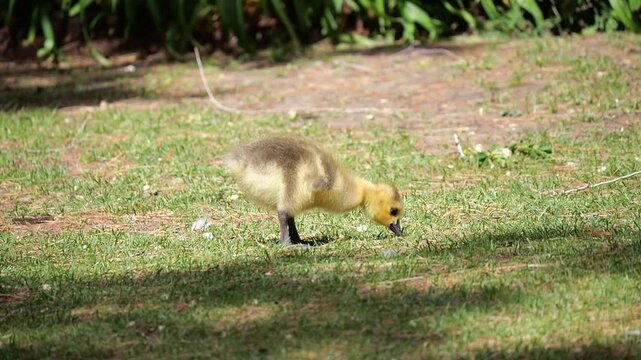 A fluffy baby Canada goose (gosling) walks across short grass and pauses to nibble, filmed in 300fps slow motion with a long lens.