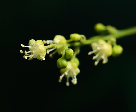 flower cluster