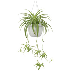Obraz premium Vibrant green and white spider plant hanging in a simple white pot, showcasing its trailing plantlets