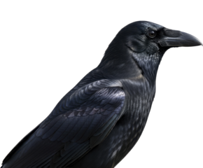 Common Raven Close Up on a Transparent Background PNG File Wild Bird Looking Right