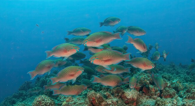 School of vibrant orange fish swimming over a coral reef in clear blue ocean water.