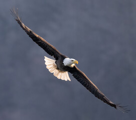 bald eagle in flight