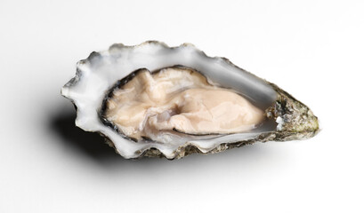 Oyster on white background, macro shot of open one fresh french Fine de Claire oyster. Gourmet food. Seafood. Macro shot. Top view. 