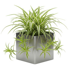 Fototapeta premium Vibrant spider plant with green and white variegated leaves in a modern square silver pot.