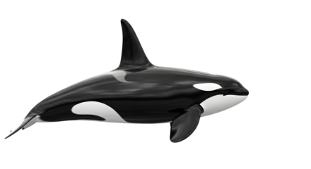 isolated killer whale ,  Orca animal mammal whale