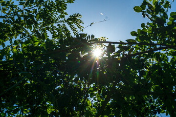 Sunlight shining through green leaves in a vibrant natural setting on a clear day
