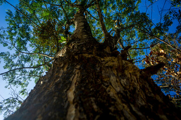 Tall tree with a clear blue sky captured from a low angle during daylight