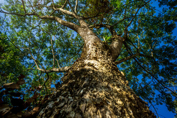 Tall tree viewed from below with vibrant leaves against a clear blue sky during a sunny day