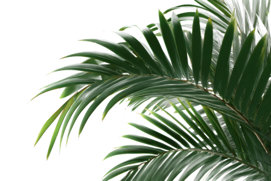 Close up of lush green palm fronds against a stark black background leaf tropical, Isolated On Transparent Background, Png Cut Out