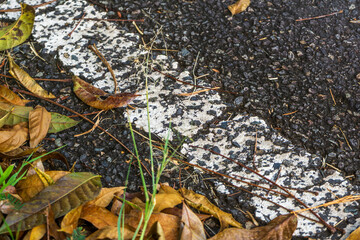 Leaves scattered on an asphalt path near a faded white line in a quiet park during autumn