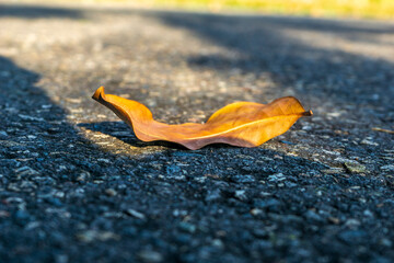 Bright orange leaf resting on asphalt path during autumn afternoon