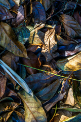 Colorful autumn leaves scattered on forest floor during sunny afternoon