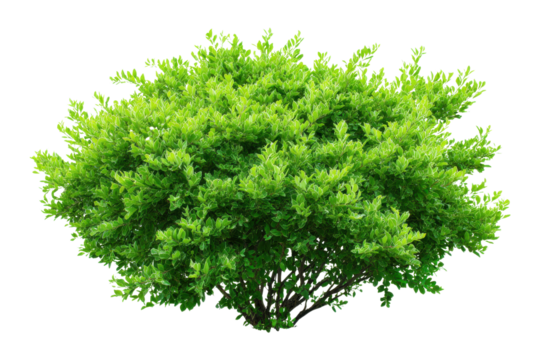 Lush green leafy bush with dark brown branches isolated on black background plant foliage, Isolated On Transparent Background, Png Cut Out