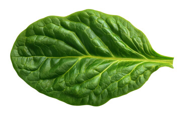 Obraz premium Close up of a single green spinach leaf with detailed veins on black background plant nature, Isolated On Transparent Background, Png Cut Out