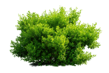 Lush green dense bush with bright leaves and dark background plant foliage, Isolated On Transparent Background, Png Cut Out
