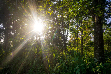 Bright sunlight filters through dense trees in a lush forest during a tranquil morning