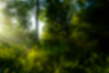 Morning sunlight filters through trees in a lush green forest setting during a calm day in spring