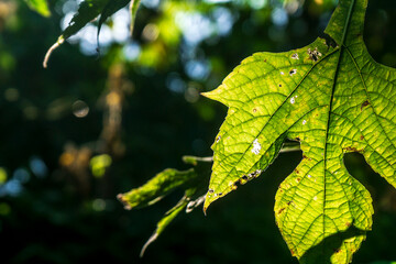 Sunlight filters through vibrant green leaves in a dense forest during the late morning hours