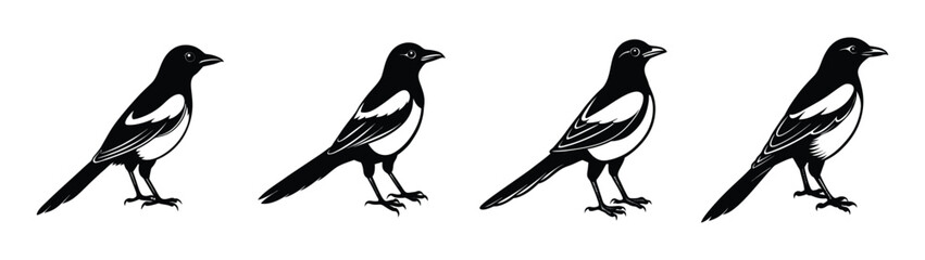 Obraz premium Isolated black and white magpie bird vector illustration set wildlife fauna design elements graphic art