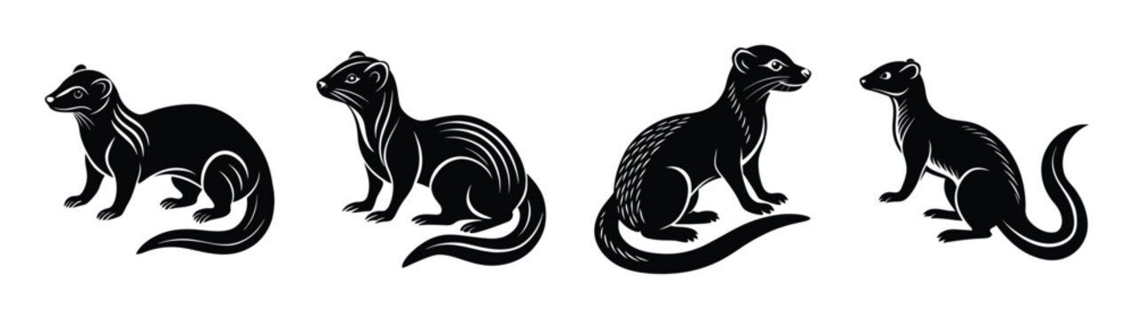 Black and white stoat animal illustration vector art drawing mustelidae ermine mammal wildlife design