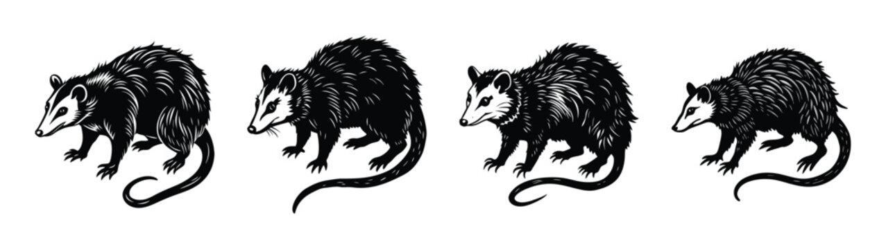 Opossum illustration black and white drawing vector graphic animal wildlife mammal nature marsupial art design