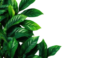 Lush green leaves with white stripes against a solid black background plant foliage, Isolated On Transparent Background, Png Cut Out