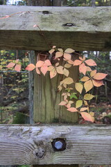 ivy around old fence
