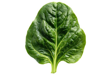 Fototapeta premium Single green spinach leaf with detailed veins on black background vegetable healthy, Isolated On Transparent Background, Png Cut Out