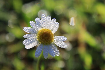 daisy in morning dew