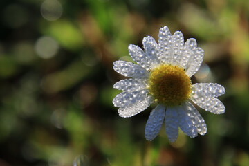 daisy in morning dew