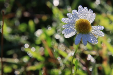 daisy in morning dew