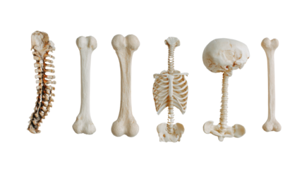 x ray of human skeleton isolated on white background 
