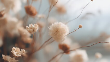 Close Up of Delicate Dried Flowers in Beige and White with Blurred Background