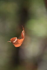 falling leaf