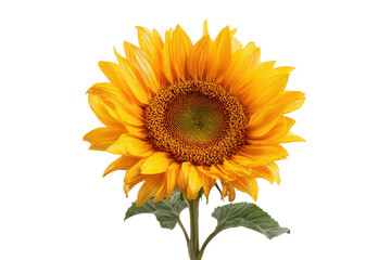 Obraz premium Bright yellow sunflower with textured brown center and green leaves on black background bloom blossom, Isolated On Transparent Background, Png Cut Out