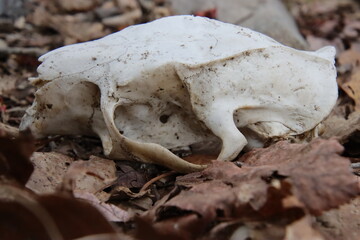 skull in the woods