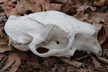 skull in the woods
