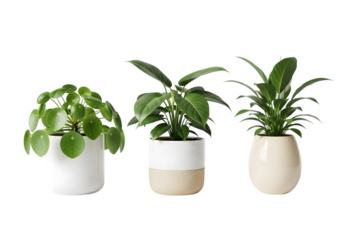 Isolated potted plants , Collection of various houseplants displayed in ceramic pots with transparent background. Potted exotic house plants on white shelf against white wall