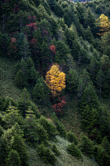 深緑の中の黄色に色づいた木