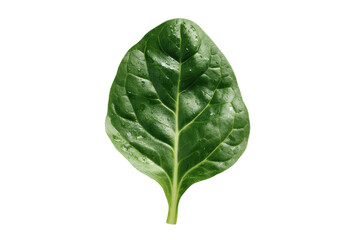 Obraz premium Single fresh green spinach leaf with water droplets on black background healthy, Isolated On Transparent Background, Png Cut Out