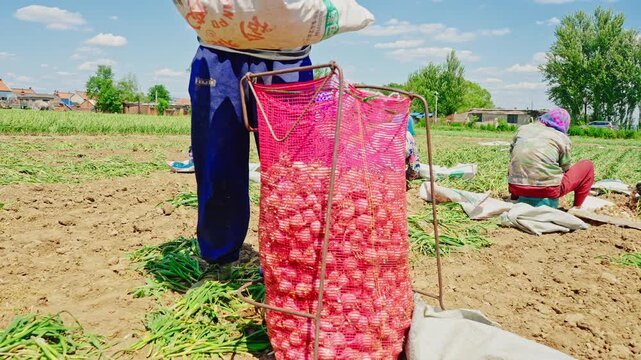 Farmers harvesting single-clove garlic outdoors in the countryside