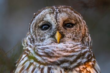 barred owl