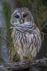 barred  owl
